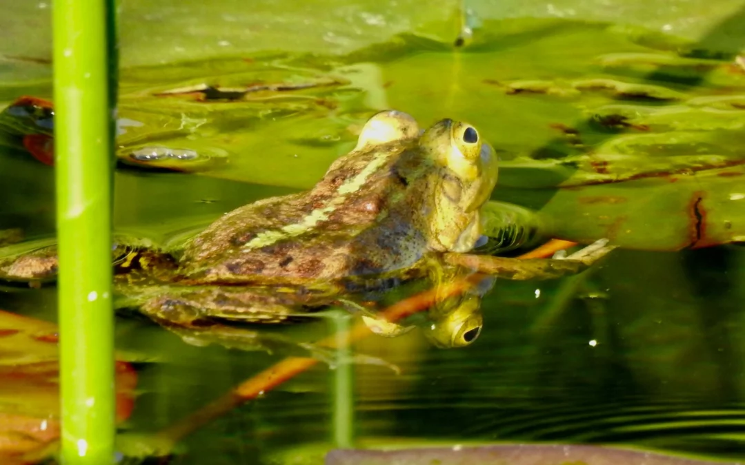 Besichtigung Naturgarten