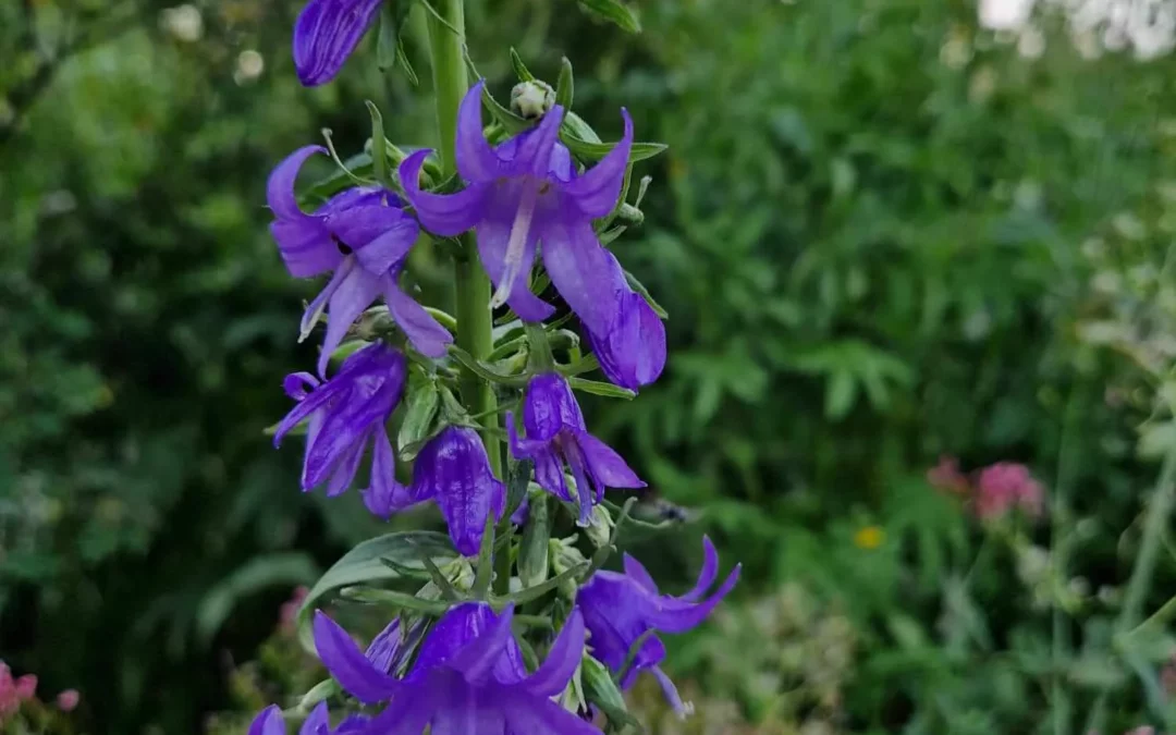 Naturlehrpfad Rohrbachgraben